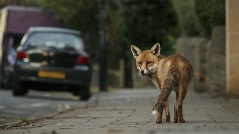 Urban Wildlife and Ecology