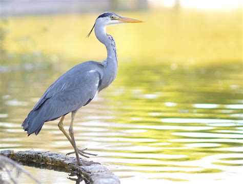 Heron Species List - Animal Corner