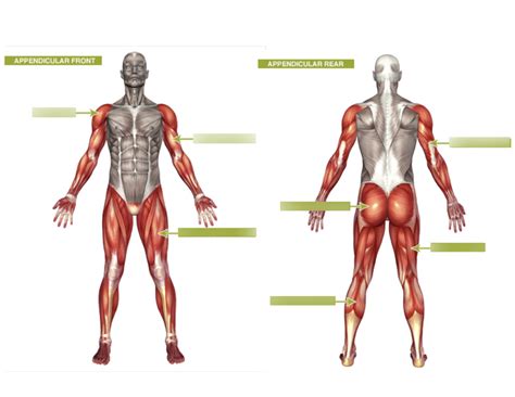 APPENDICULAR MUSCLES Diagram | Quizlet