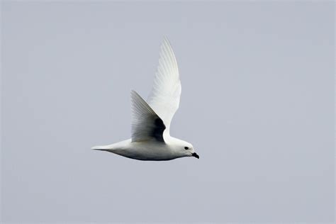 Snow petrels can reach speeds of up to about 40 km per hour. | Snow, Wildlife, Animals