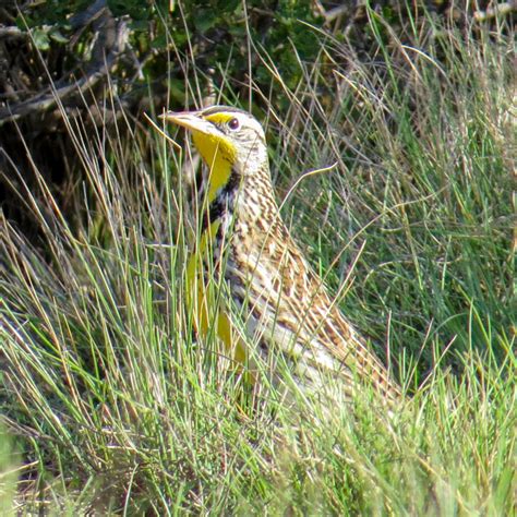 CW Grassland birds – Santa Lucia Conservancy