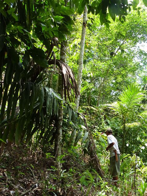 The origin of rattan - In the rainforest