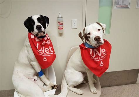 Your Pet Can Give Blood Too, And Donations Are Badly Needed