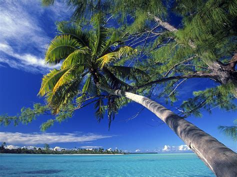 Palm Tree Society Island Beach Wallpapers | HD Wallpapers | ID #3728