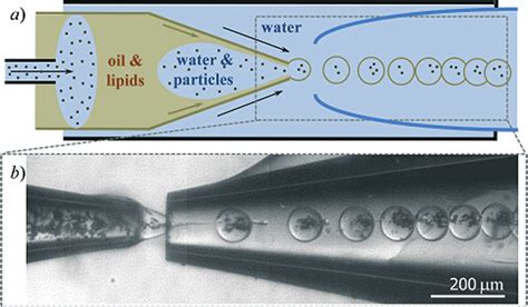 (a) Schematic illustration of the microfluidic device used to fabricate ...