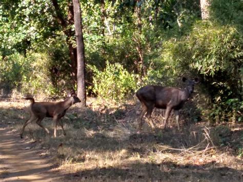 All About Kanha Kisli National Park | Tiger Reserve |A Two Day & one ...