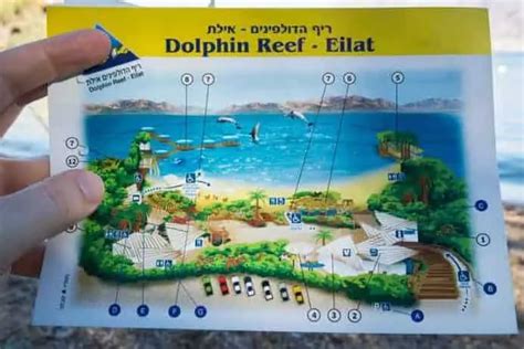 Dolphin Reef, Eilat - Visitors Guide with Vital Tips