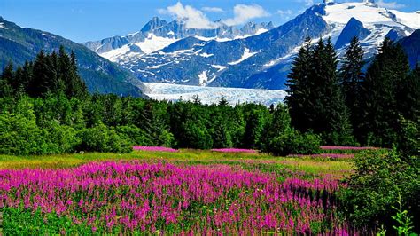 HD wallpaper: Alaska, mountains, glaciers, cliffs, flowers, nature ...