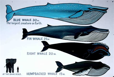 blue whale scale chart Whale whales