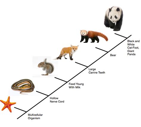 Description - The Giant Panda