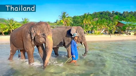 Thailand. Koh Chang Island: Magnificent Beaches and Elephant Farm - YouTube