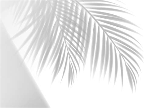 Palm leaves shadow background overlay effect 11153744 Vector Art at ...