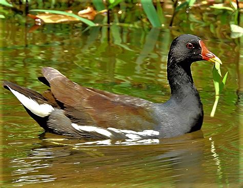 BARRY the BIRDER: Common Moorhen chicks...