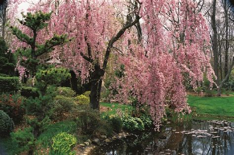 Flowering Cherry Trees: Grow an Ornamental Cherry Blossom Tree | Garden Design