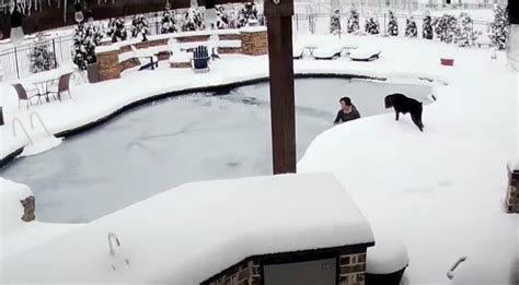 Woman Saves Dog After He Falls Into Frozen Pool & Gets Trapped Under Ice