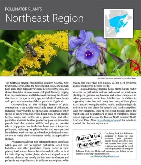 Pollinator Plants for the Northeast Region | Grow Native Massachusetts