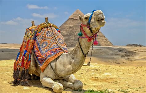 Wallpaper desert, camel, pyramid images for desktop, section животные ...