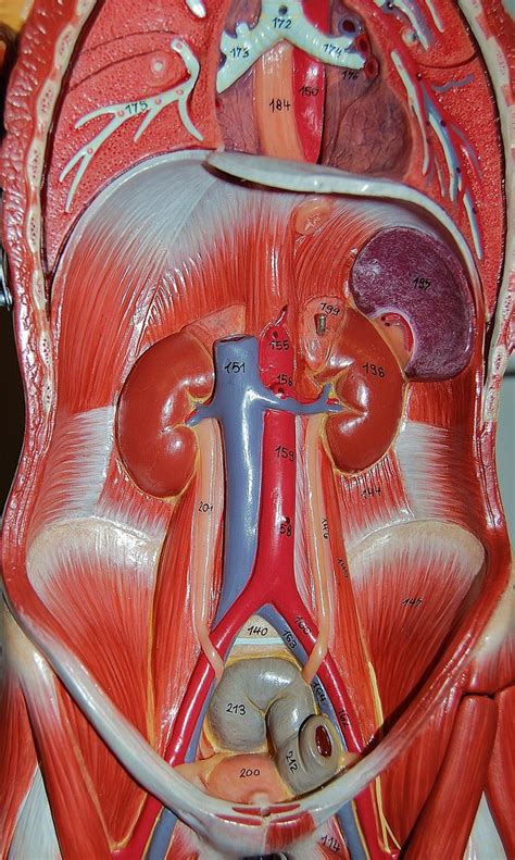 Muscles and organs of the abdominal cavity | Rob Swatski | Flickr