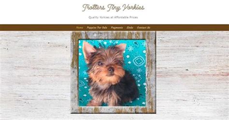 7 Best Yorkie Breeders in Oklahoma (Read This First!)