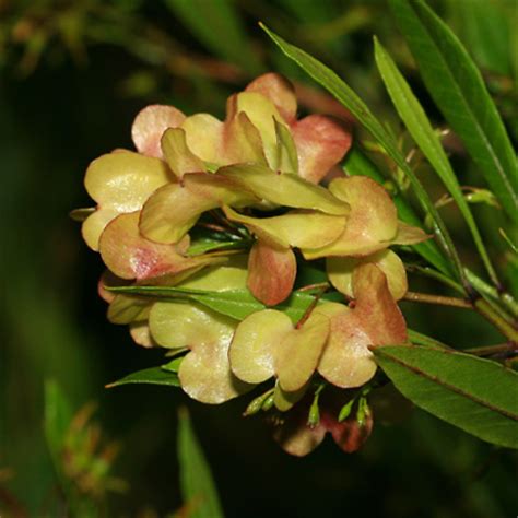 Dodonaea viscosa - Florida Hopbush, 'A'ali'i, Kumakani, Hawaiian ...