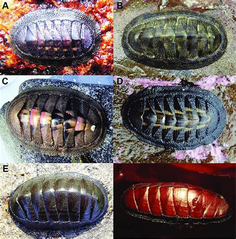 Pictures of Chiton species from the south-eastern Pacific. A, Chiton... | Download Scientific ...