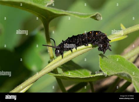 Pipevine Swallowtail caterpillar on a Dutchman's Pipevine Stock Photo ...