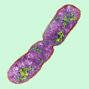 Binary Fission: Prokaryotic Cell Division – MHCC Biology 112: Biology for Health Professions