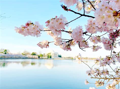 When And Where To See The Cherry Blossoms Bloom In DC 2023