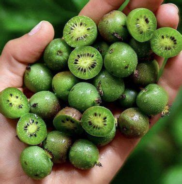 30 Miniature Kiwiberry Kiwi Berry Hardy Actinidia Seeds | Kiwi berries, Exotic fruit, Berry plants