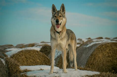 9 Best Wolfdog Breeders In The U.S.