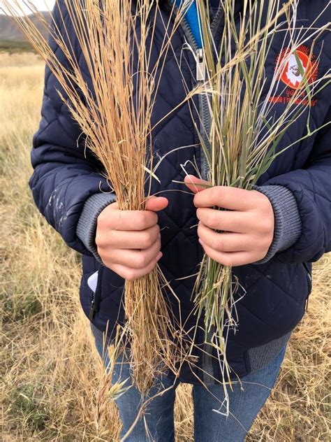 Annual vs perennial grasses — Grasslands Regeneration Project