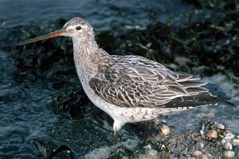 Bar-Tailed Godwit Sets Record For Longest Bird Flight Going From Alaska ...