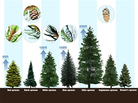 How to Identify Spruce Trees | Blue spruce tree, Tree identification, Types of evergreen trees