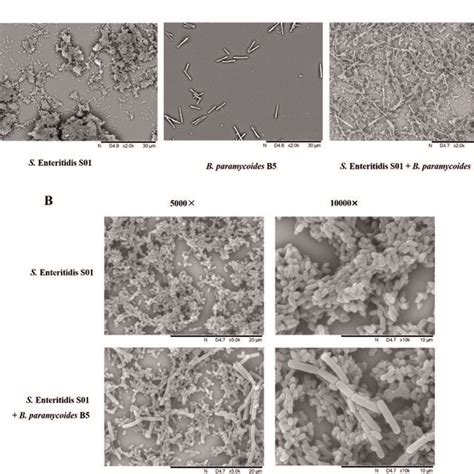 Scanning electron microscope images of Salmonella enteritidis S01 ...