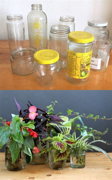 Grow Beautiful Indoor Plants In Water: So easy! - A Piece Of Rainbow