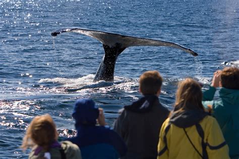 Albany Whale Watching | Naturaliste Charters