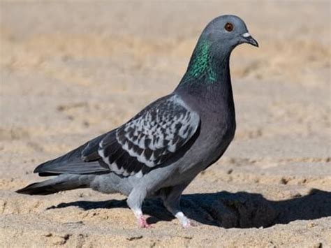 Rock Pigeon | Celebrate Urban Birds