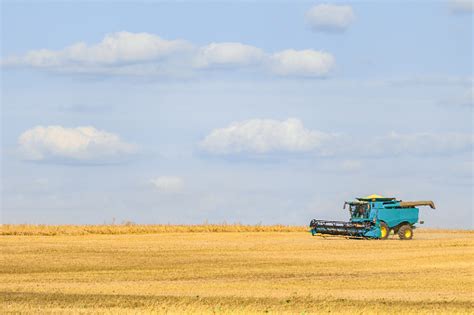 Blue Combine Harvester Working On The Harvest In A Field Agricultural ...