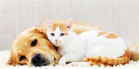 New study: Cats and dogs don’t actually fight like cats and dogs