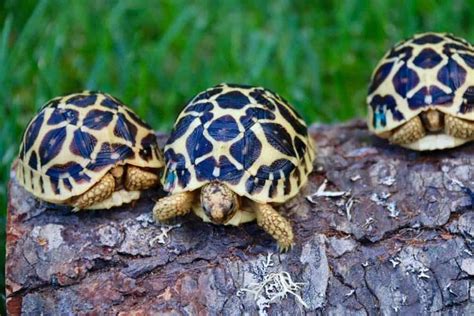 baby Indian Star tortoise for sale | Indian Star tortoises for sale online