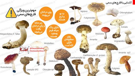 اینفوگرافیک / آشنایی با قارچ‌های سمی