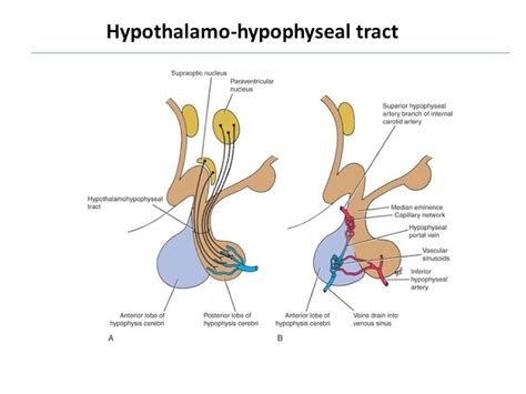 Hypothalamo-hypophyseal tract | Medical | Pinterest | Medical and School