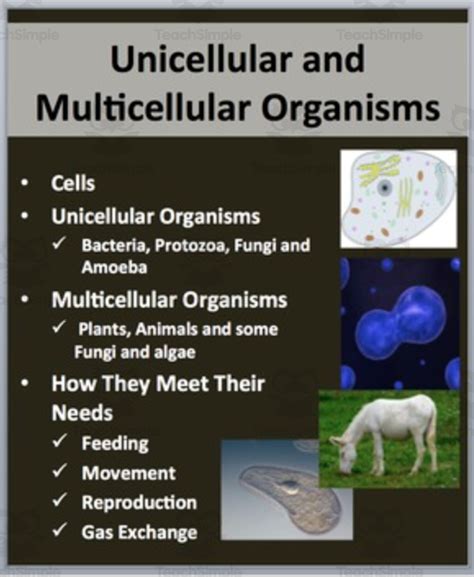 Unicellular Bacteria