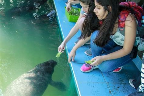 Manatee Rescue Center