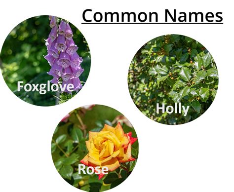 Plant Names - Garden Tutor