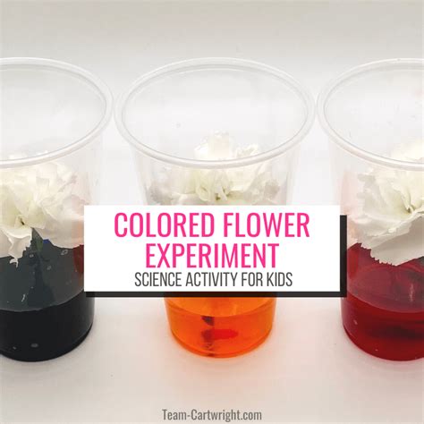 Colored Flower Experiment: Spring Science for Kids - Team Cartwright