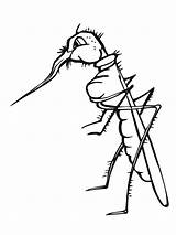 Mosquito Standing coloring Page  Download Print Or Color Online For Free sketch template