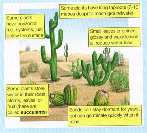 desert plant adaptations - Google Search | Plant adaptations, Desert plants, Vegetation