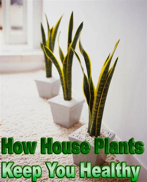 How House Plants Keep You Healthy