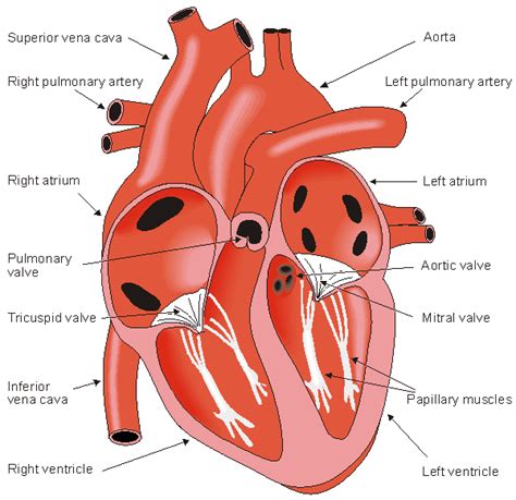 Identify Areas Of The Human Heart